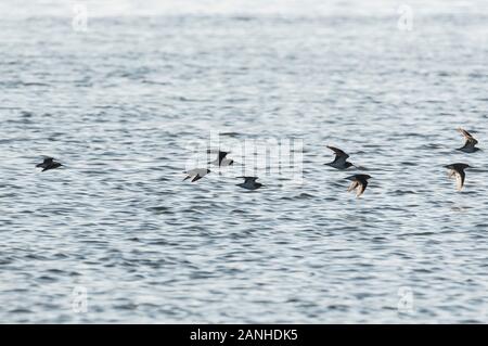 Small flock of Dunlin (Calidris alpina) flying over the sea Stock Photo