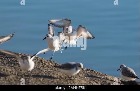 Sanderlings (Calidris alba) coming in to land Stock Photo
