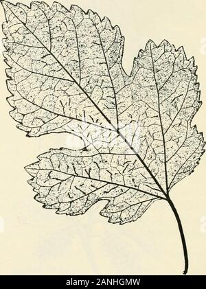Trees; a handbook of forest-botany for the woodlands and the laboratory . Fig. 77. Mulberry, Morus alba, p. 224 (Wo). Venation pseudo-palmate as in Populus alba, but thetertiaries run irregularly into an open network. Second-aries straight, or nearly so, not sinuate. Reticulation veryloose and not prominent. In Morus nigra, the Black Mulberry, the leaves also w. ii. 15 226 BLACK MULBERRY vary much in size (9—15 x 7—15 cm.) and shape, but arelarger and rougher than in M. alba; petiole about 1—2cm. long, usually more cordate at the base, ovate-acute orheart-shaped (resembling the Lime), or rarel Stock Photo