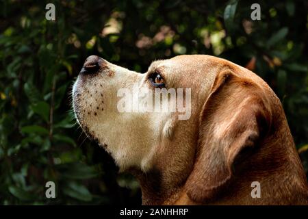 Portuguese Pointer Dog Portrait in Nature Stock Photo