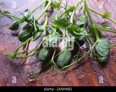 On a wooden surface lies a green microgreen from pea seedlings. Healthy eating Copy space. Stock Photo
