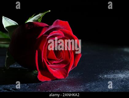 Closeup of a red rose on a dark surface and background Stock Photo