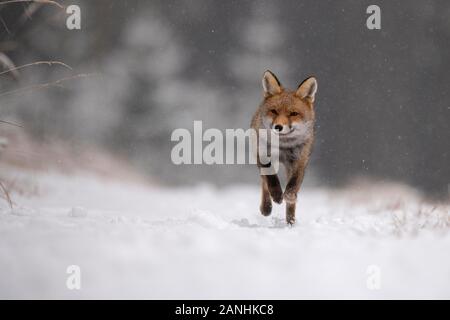 Red fox (Vulpes vulpes) in winter, running during snowfall, Eifel, Rhineland-Palatinate, Germany Stock Photo