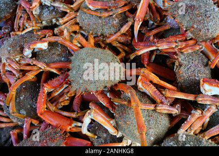 Sea spider crab for sale at a French seafood market in Brittany Stock