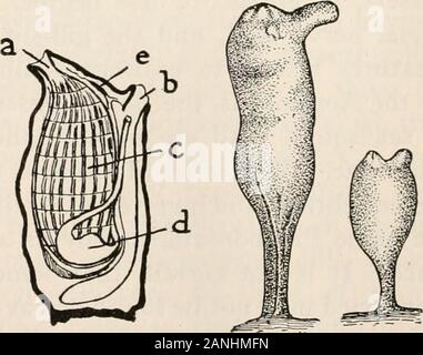 Branchia sp hi-res stock photography and images - Alamy