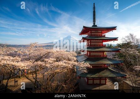 Fujiyoshida, Japan at Chureito Pagoda and Mt. Fuji in the spring with cherry blossoms full bloom during sunrise. Japan Landscape and nature travel, or