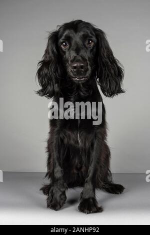working sprocker spaniel 3 yrs old sitting patiently, UK. Stock Photo