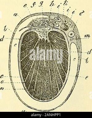 Quain's elements of anatomy . ction. It follows from this that the pos-terior or attached border is turned upwards and inwards, and the outerflattened face slightly backwards. Fig. 592. Fig. 592.—Transverse section throtjgh the RIGHT testicle AND THE TUNICA VAGINALIS (frOm Kolliker). a, connective tissue enveloping the parietal layerof the tunica vaginalis; h, this layer itself ; c, cavityof the tunica vaginalis ; d, reflected or visceral layeradhering to e, the tunica albuginea ; /, covering ofepididymis (g) on the right or outer side ; h, medias-tinum testis; i, branches of the spermatic art Stock Photo