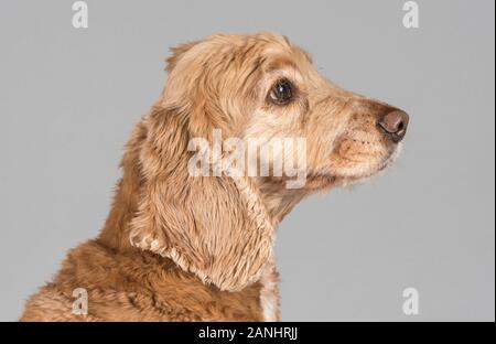 Female cocker spaniel 9 yrs old, UK. Stock Photo