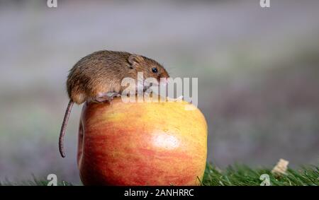 Close up of Eurasian harvest mouse Stock Photo