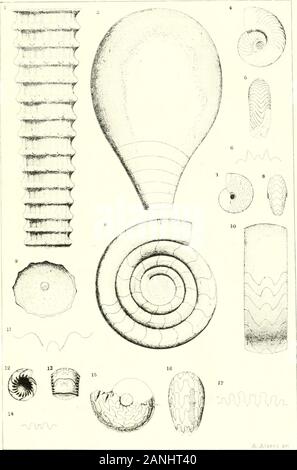 Bulletin of the Illinois State Museum of Natural History . A <A,3vrs dfi /I :ri7uis dti f^lf Iflisimi .illyiJllII 7 ?jlv liii^inj ?7ftl / f.W**iV lii. H to 7/.. / PLATE IV. ORTHOCEUAS CALPWELLEN9I8, 11. Sp 31 Fig. 1. Lateral view.Fig. 2. Transverse view. POTERIOCEHAIJ .TKKHKYKN8IS, 11. Bp 3)^ Fig. A. Lateral view. GONIATITES U!,A1U, II. it). 35 Fig. 4. Lateral view. Fig. ^. Pan of outer margin. UONIATITEH PAimi^Hl, D. flp 3*1 Pig. ti. View of a septum.Fig. 7. Lateral view,Fiff. H. Ventral view. GONIATITEB ELKHORNENain, H. Sp 37 Fig. 9. Lateral view.Flff. 10. Ventral view.Fig. 11. View of Stock Photo