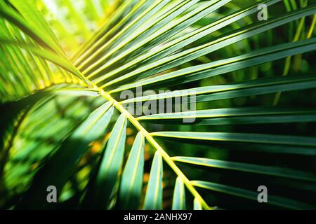 Coconut palm trees beautiful tropical background. Summer concept. Africa, island Zanzibar. Stock Photo