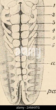 Text-book of comparative anatomy . ehind those already developed. Fre-quently, however, the segment bearing the chelicerse,and sometimes that bearing the pedipalps, appear onlyafter the formation of a few of the subsequent segments. 4. The rudiments of the extremities seem in variousArachnoidea to have different orders of succession. Thepermanent extremities, with the exception of the cheli-ceraa, which begin to form later, often develop simul-taneously. In the Psciulosforpionidce the rudiments ofthe extremities are even said to be recognisable beforethe marking off of the segments on the embr Stock Photo