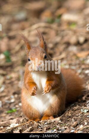 Front view close up, UK red squirrel (Sciurus vulgaris) isolated sitting upright on ground. Cute ed squirrel natural British woodland animal, smiling. Stock Photo