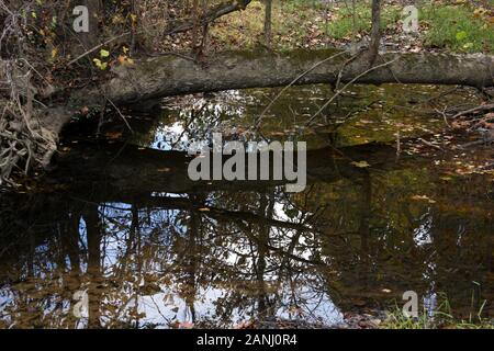Fallen tree trunk reflected in pond water Stock Photo