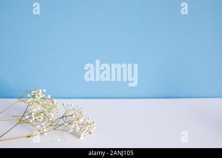 Dried gypsophila on a white and blue background. Copy space Stock Photo