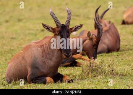 Topi antelope, Damaliscus lunatus, Bovidae, Masai Mara National Reserve, Kenya, Africa Stock Photo