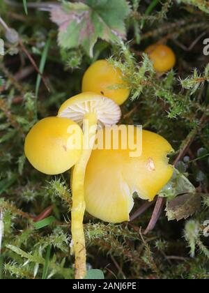 Hygrocybe ceracea, known as butter waxcap or wax cap, mushrooms from Finland Stock Photo