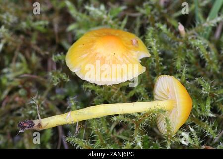 Hygrocybe ceracea, known as butter waxcap or wax cap, wild mushrooms from Finland Stock Photo