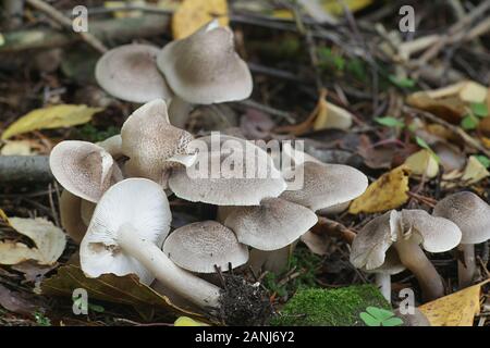 Tricholoma scalpturatum, known as the Yellowing Knight mushroom, mushrooms from Finland Stock Photo