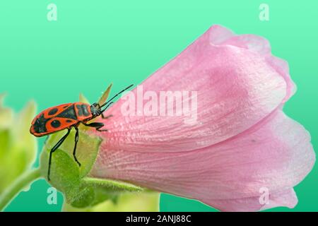 Macro of a firebug (Pyrrhocoris apterus) on a pink malva flower Stock Photo