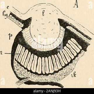 Text-book of comparative anatomy . aired nerves and running along the oesophagus and stomach. Gangliaconnected with the ventral chord have also been described as belonging to thesympathetic nervous system. VI ARACHNOIDS A—THE EYES 521 III. The Eyes. Most Arachnoidea possess eyes. These are unicorneal and are,except in the middle eye of the Sa&gt;rpinn*, constructed on the samegeneral plan as the ocelli of the Automata. The hypodermis is nearlyalways continued under the cuticular lens to form the so-called vitreousbody. Number and Position of the Eyes.—The eyes of the Arachnoideaare sessile and Stock Photo