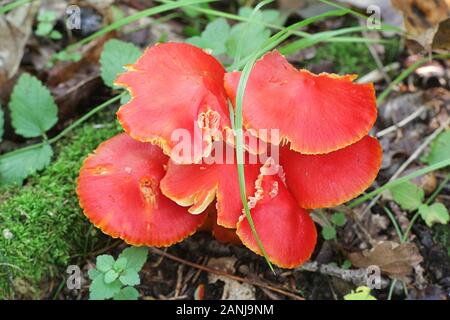 Hygrocybe punicea, known as Crimson waxcap or Scarlet Wax Cap, wild mushrooms from Finland Stock Photo