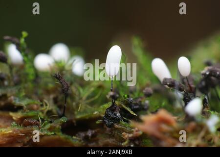 Stemonitopsis typhina (prev. Comatricha typhoides), a slime mold of the order Stemonitida, early development phase Stock Photo