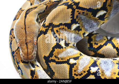 Reticulated Python (Python reticulatus) in box Stock Photo