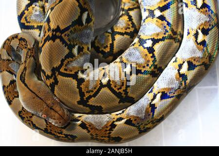 Reticulated Python (Python reticulatus) in box Stock Photo