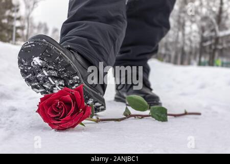 A man steps on a red rose lying in the snow due to separation from his beloved Stock Photo