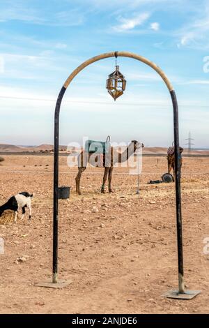 Dromedary camel with saddle in nomad settlement on Agafay desert , Marrakech, Morocco Stock Photo