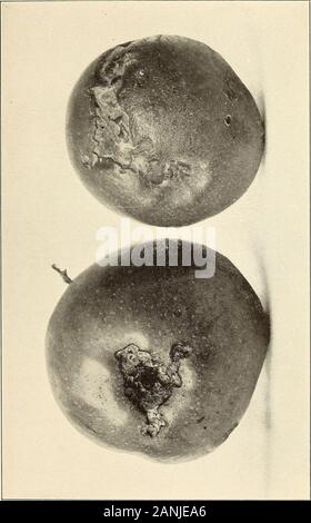 Annual report . Zl PLATE 11 12 = Codling moth work Two apples showing work of Tortricid i The operations of the insect about the blossom end2 Its feeding near the end and upon the side of the apple 126 s. PLATE 12 12Z Codling moth work 1 Baldwin showing a moderate amount of injury by bordeaux mixture 2 Baldwin with more severe injury and incipient cracking, a codling mothentrance in the middle of a crack 128 +-»as s