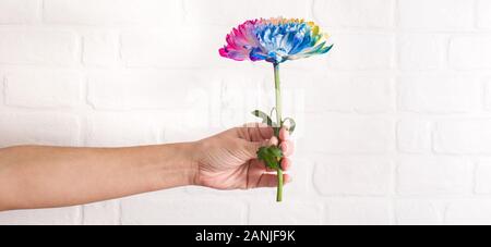 Multicolored flower in female hand on white wall background. Panorama photo. Stock Photo