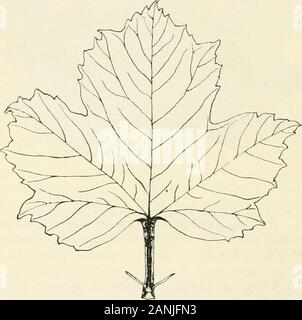 Trees; a handbook of forest-botany for the woodlands and the laboratory . Fig. 22. Leaf of Plane, Platanus orientalis, showing pseudo-palmatevenation. If compared with the Norway Maple (Fig. 15) it will be seenthat the basal primaries do not originate strictly from the same pointwith the midrib (Ett). The following afford examples of pinnate venationwith pseudo-palmate base:— Travellers Joy Service Tree Abele Grey Poplar Hawthorn Ivy Lime Aspen Black Poplar. 64 PALMATE VENATION [CH. In typically palmate venation all the principal ribsbehave as primaries and must be regarded as such.These prima Stock Photo