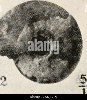 Zöology; a textbook for colleges and universities . After Bulletin American Museum of Natural History FIG. 61. Pyramidula ralslonensis, a fossil snail from the Eocene of Wyoming. Enlarged about five diameters. structure of garden or greenhouse snail, we observe that the body,when extruded from the shell, is elongated, with thehead at one end. There is always, of course, a portionof the animal within the shell. The flat surface onwhich the animal moves is called the foot, and the move-ment is by wavelike undulations, as can be seen if thesnail is caused to walk on a piece of glass. It is diffic Stock Photo