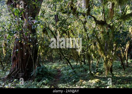 Wild Coffee in the rainforests of the Kafa Biosphere Reserve, the origin of Arabica Coffee