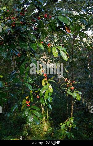 Wild Coffee in the rainforests of the Kafa Biosphere Reserve, the origin of Arabica Coffee