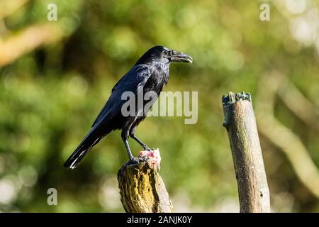 A carrion crow feeding on scraps in mid Wales Stock Photo