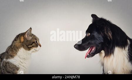 The eternal duel between dog and cat for the title of the best pet. Kitten vs puppy rivalry, standing one in front another, isolated on grey wall. Lea Stock Photo