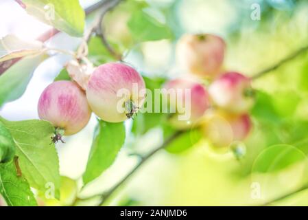 Two beautiful pink apples on a branch in a summer garden Stock Photo