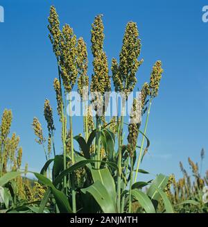 Maturing crop sorghum or greasst millet (Sorghum bicolor) ears on large bold plant and leaves in a crop set against blue sky, Tennessee, USA, October Stock Photo