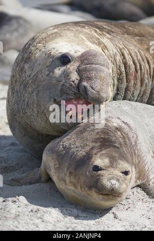 Large male Southern Elephant Seal (Mirounga leonina) holds a female around the neck whilst mating on Sea Lion Island in the Falkland Islands. Stock Photo