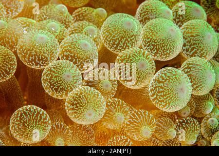 detail of bulb tentacles of bubble-tip sea anemone, Entacmaea quadricolor, Maldives, Indian Ocean Stock Photo