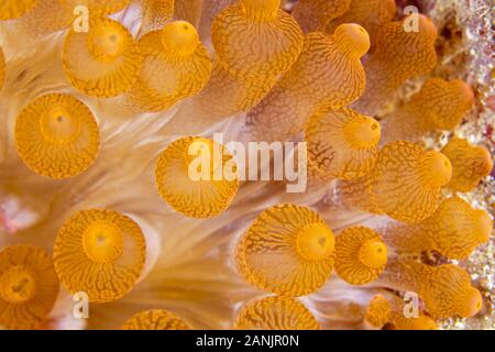 detail of bulb tentacles of bubble-tip sea anemone, Entacmaea quadricolor, Maldives, Indian Ocean Stock Photo