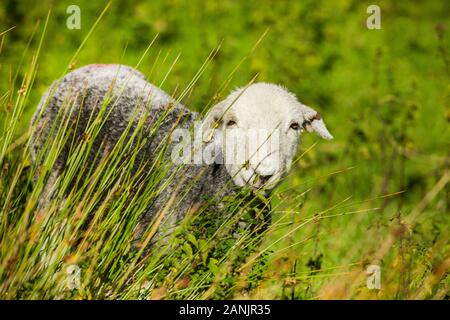 Herdwick Sheep Stock Photo