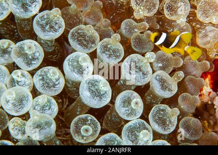 young sebae clownfish, or yellow-tail anemonefish, Amphiprion sebae, among bulb tentacles of bubble-tip sea anemone, Entacmaea quadricolor, Maldives, Stock Photo