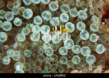 young sebae clownfish, or yellow-tail anemonefish, Amphiprion sebae, among bulb tentacles of bubble-tip sea anemone, Entacmaea quadricolor, Maldives, Stock Photo