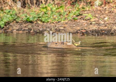 white-lored spinetail (Synallaxis albilora), hitching a ride on the back of capybara female swimming to cross the river (Hydrochoerus hydrochaeris) is Stock Photo