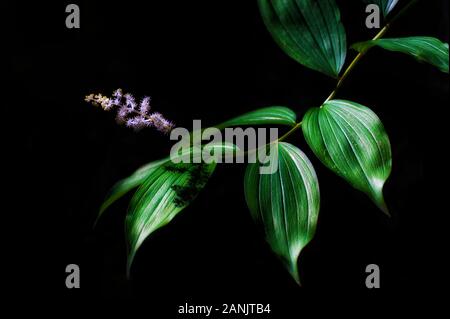 A leafy stem drapes lit by sunlight with delicate purple and white flowers on it's end. Stock Photo